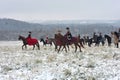 Re-enactment of the traditional hunting with russian wolfhounds Royalty Free Stock Photo