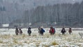 Re-enactment of the traditional hunting with russian wolfhounds Royalty Free Stock Photo