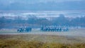 Re-enactors on the Brill battlefield for the reconstruction of the 1812 battle of the Berezina river , Belarus. Royalty Free Stock Photo