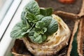 Re-seedling of Beijing cabbage in peat containers Royalty Free Stock Photo