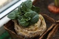 Re-seedling of Beijing cabbage in peat containers