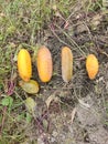 TheyÃ¢â¬â¢re very mature cucumbers on the grass. Wilting. Russian life.