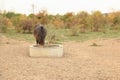 European Wild Horse, Milovice, Czechia Royalty Free Stock Photo