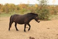 European Wild Horse, Milovice, Czechia Royalty Free Stock Photo