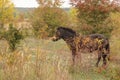 European Wild Horses, Milovice, Czechia Royalty Free Stock Photo