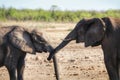 Reach out and touch: elephant touching