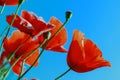 Reach Poppy buds on the blue sky background Royalty Free Stock Photo