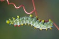 Reaching Cecropia Caterpillar