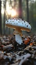 Reaching for the Heavens: A Profile of Poisonous Mushrooms in th