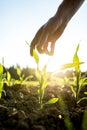 Reaching for young maize plant Royalty Free Stock Photo