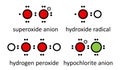 Reactive oxygen species (ROS): superoxide anion, hydroxide radical, hydrogen peroxide and hypochlorite anion. Lewis electron dot