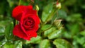 Read rose and green leaf in garden Royalty Free Stock Photo