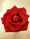 Read rose Royalty Free Stock Photo