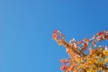 Read and yellow foliage of a Japanese Maple