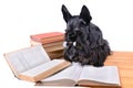 Reading dog