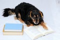 Reading Dog Royalty Free Stock Photo