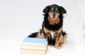 Reading Dog Royalty Free Stock Photo