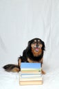 Reading Dog Royalty Free Stock Photo