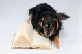 Reading Dog Royalty Free Stock Photo