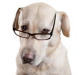 Reading Glasses Funny Dog Royalty Free Stock Photo