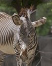 Reading Between the Lines--Zebra in National Zoo Royalty Free Stock Photo
