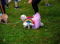 Cute small white dog in pink rainbow tutu at Pride Fest green grass