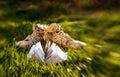 Reading in the spring garden on a sunny lawn. Leisure on vacation Royalty Free Stock Photo