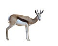 Springbok (Antidorcas marsupialis) isolated Royalty Free Stock Photo