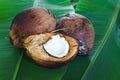 Ready coconut raw material for cooking Royalty Free Stock Photo