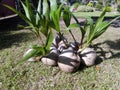 Ready Coconut Seedlings Royalty Free Stock Photo
