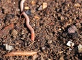 Ready composted and sifted soil with earthworm Royalty Free Stock Photo