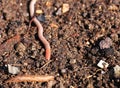 Ready composted and sifted soil with earthworm