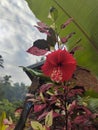 Ready hibiscus flowes Royalty Free Stock Photo