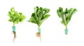 Ready lettuce with roots Isolated on white background, farmers operate the business of growing fresh, clean, delicious hydroponic Royalty Free Stock Photo