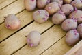 Ready for planting potatoes lies in a box Royalty Free Stock Photo