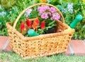 Ready for spring planting. Closeup shot of a garden basket full of flowers for planting. Royalty Free Stock Photo