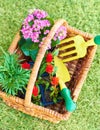 Ready for spring planting. Closeup shot of a garden basket full of flowers for planting. Royalty Free Stock Photo