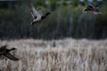 Ready steady go Mallard ducks in flight at the wetlands St Albert Alberta