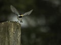 Chickadee Ready For Take Off