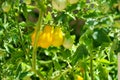 A group of Yellow Pear Tomatoes ready to pick and eat. Royalty Free Stock Photo