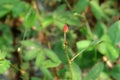 Ready to bloom reddish flower head of a sensitive plant Royalty Free Stock Photo