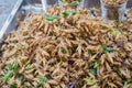 Ready to eat fried crickets sold in thai market Royalty Free Stock Photo