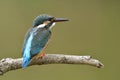 Common kingfisher Alcedo atthis lovely tiny blue to green bird perching on wooden branch preparing to jump off