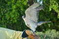 Ready to fly desert falcon waving his wings sitting on the hand Royalty Free Stock Photo