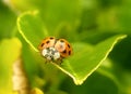 Ready to go, Lady bug Royalty Free Stock Photo