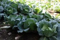 Ready to harvest cabbages in the garden.