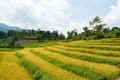 Ready to harvest rice field