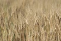 Ready to Harvest Wheat Crop with Wheat Spikes in the Farm Royalty Free Stock Photo