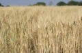 Ready to Harvest Wheat Crop with Wheat Spikes in the Farm Royalty Free Stock Photo