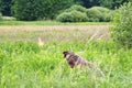 Dog pointing a roe-deer buck